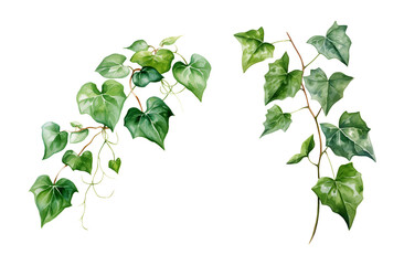 Ivy, watercolor clipart illustration with isolated background.