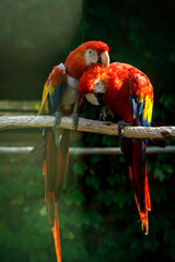 Naklejka premium Two colorful parrots on a rustic branch against the serene backdrop of a verdant forest.