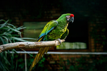 Green macaw parrot sitting on a wooden stick.