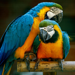 Yellow-blue parrots on a branch