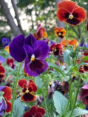 Close-up of purple flowers of pansy eyes