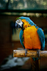 Blue-yellow macaw parrot sitting on a wooden stick