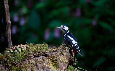 Great spotted woodpecker feeding in the woods