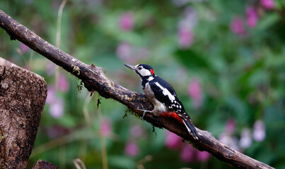 Great spotted woodpecker feeding in the woods