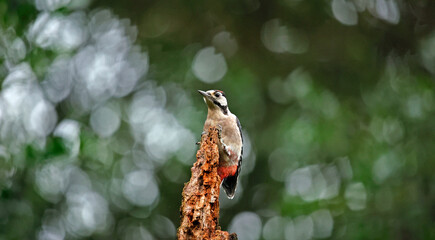 Great spotted woodpecker feeding in the woods