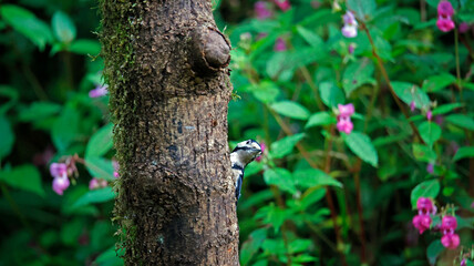 Great spotted woodpecker feeding in the woods