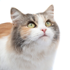 Bright fluffy funny cat isolated on the white background