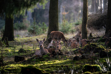 Kleine Hirschfamilie 