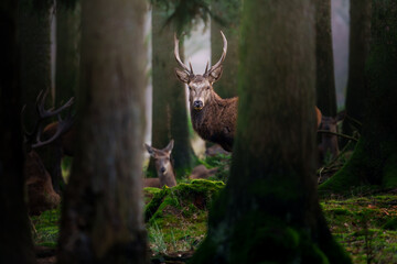 Portrait eines ausgewachsenen Hirsches