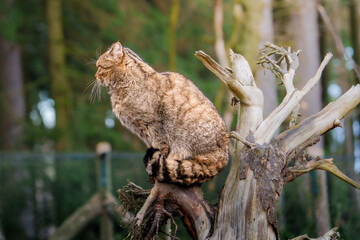 Obraz premium Ausschau haltende Wildkatze 