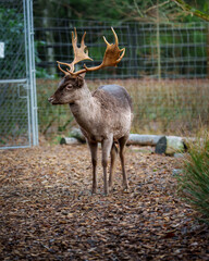 Junger Hirsch im Wildgatter 