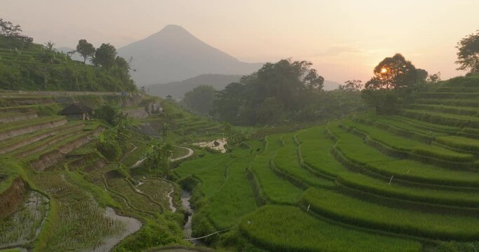 Aerial Forward Ascending Scenic View Of Wet Rice Paddies On Hills During Sunset - Java, Indonesia