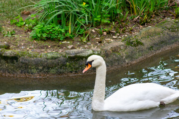 Swans have long necks