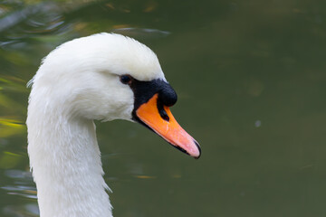 Swans have long necks