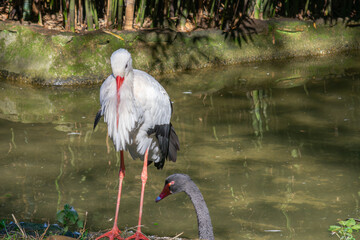 Storks, black and white, with a large red beak