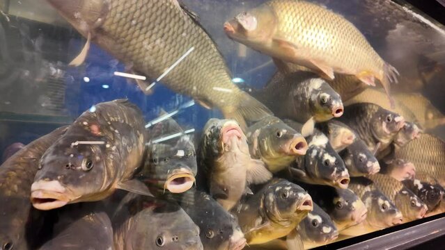 Live fresh carp fish are sold in the aquarium of the store. Sale of fish in the supermarket.