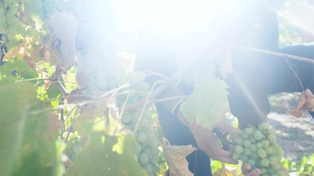 Vineyard and harvesting