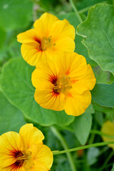 closeup the bunch yellow red nasturtium flowers with vine and green leaves in the garden soft focus natural green brown background.