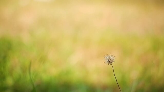 Wild flower seeds with shallow depth of field move in the wind in slow motion