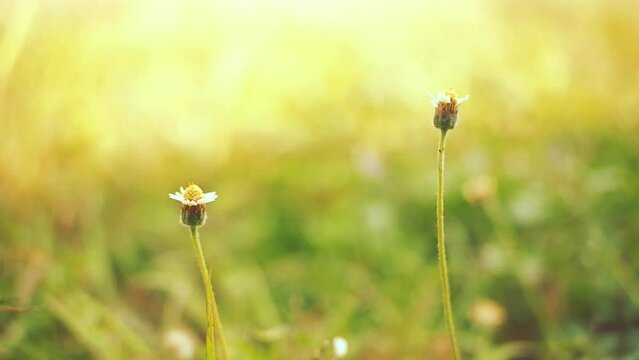 Wild flowers with shallow depth of field moving in the wind in slow motion
