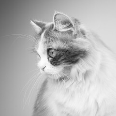 Bright fluffy funny cat isolated on the white background