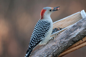 Red Bellied woodpeckers in winter