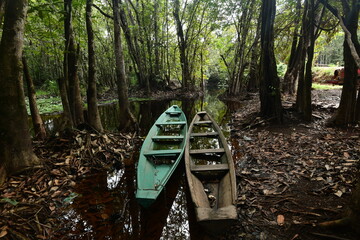 Canoa Amaz&ocirc;nica na floresta de igap&oacute;s.