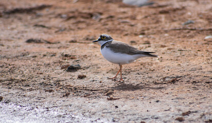 Chorlitejo chico curioso