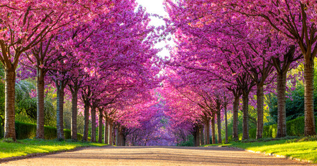 Alleyway of blooming colorful japanese cherry trees (Prunus serrulata 'Kanzan') in Rombergpark garden in Dortmund on a sunny April morning. Panorama with vibrant pink flowering trees in perfect rows. - obrazy, fototapety, plakaty