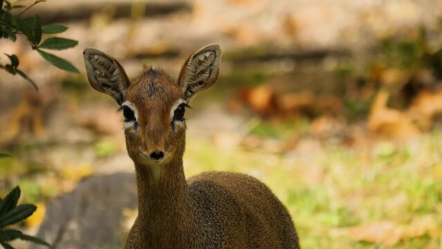 Close up of dik dik antelope standing on a meadow looking around 