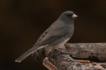 Juncos perching on feeder