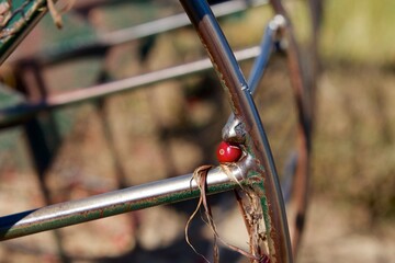 Detail of a cranberry stuck in a water reel harvester, or beater.