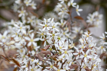 Amelanchier lamarckii deciduous flowering shrub, group of snowy white petal flowers on branches in bloom