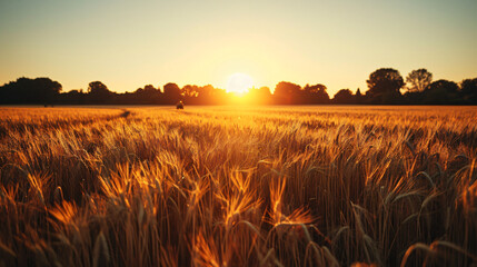 A serene sunrise over a sprawling wheat field with a farmer tending the land. - obrazy, fototapety, plakaty