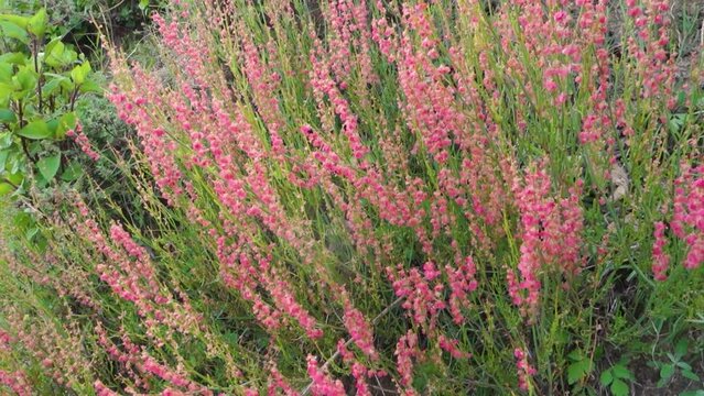 Arrowleaf Dock (Rumex hastatus), a petite flowering shrub in the hills of Uttarakhand, India