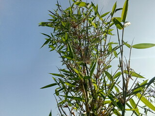 bamboo plants that burn and come back to life