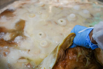 hand holding a scoby to make kombucha in tea