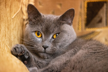 Portrait of a cat. Cat close-up.