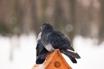 Pigeons at the feeder in winter