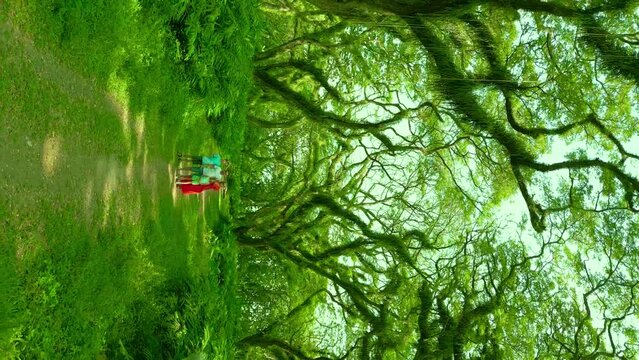 Family stand in a fabulous rainforest in De Djawatan forest at Banyuwangi, East Java, Indonesia. Vertical drone video.