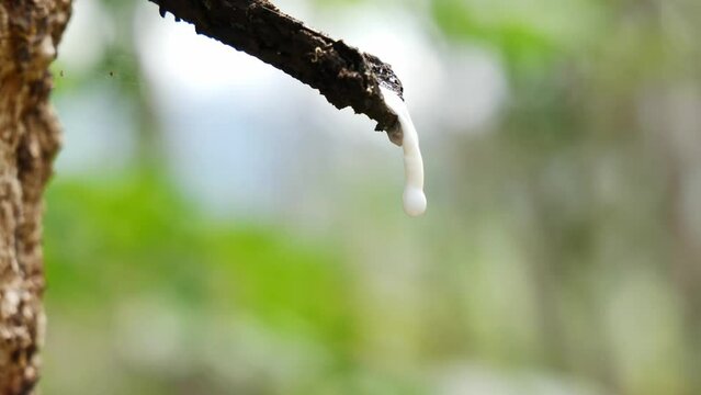 Drops of latex in the rubber plantation