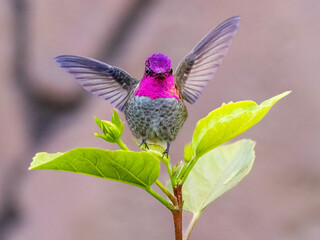 Anna's Hummingbird Landing on a Plant