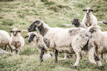 Fototapeta premium Black sheeps in the midle of farm. Grazing flock of Suffolk sheep on a green meadow.
