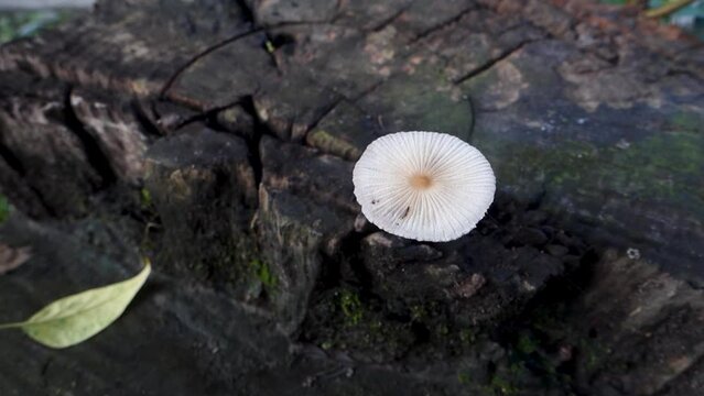 Pleated inkcap Mushroom emerging from a wet humid wooden stump. Parasola plicatilis is a small saprotrophic mushroom with a plicate cap. India
