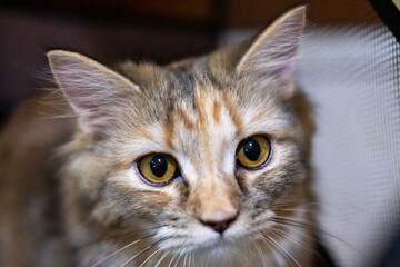 Close up of cute fluffy brown cat. Mixed breed cat between Maine Coon and Scottish Fold.