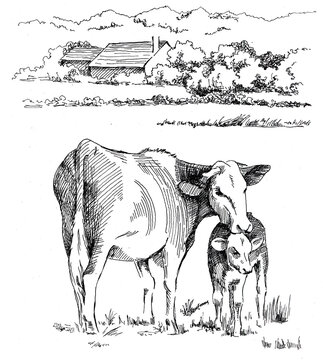 Panorama of countryside landscape with cow and calf. Pen sketch 
