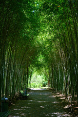 A green bamboo grove with the sun among the trunks.