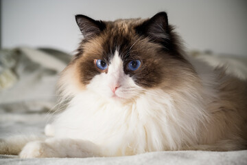 Beautiful young white purebred Ragdoll cat