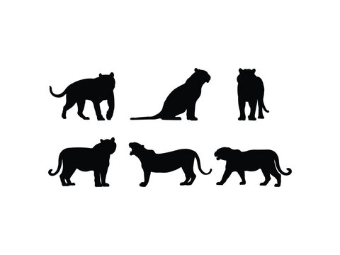 Set of Tiger Silhouette in various poses isolated on white background