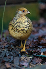 photographed in the wild during the day